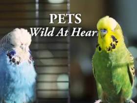 动物世界亲子纪录片：BBC-宠物的天性 Pets全集2集百度网盘下载